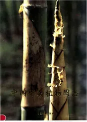 中国竹类植物图志