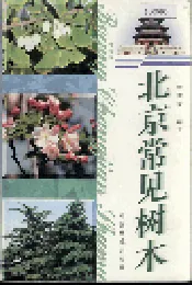 北京常见树木