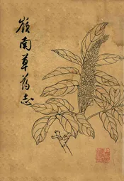 嶺南草药志