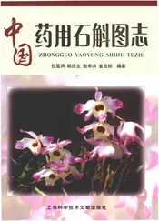 中国药用石斛图志